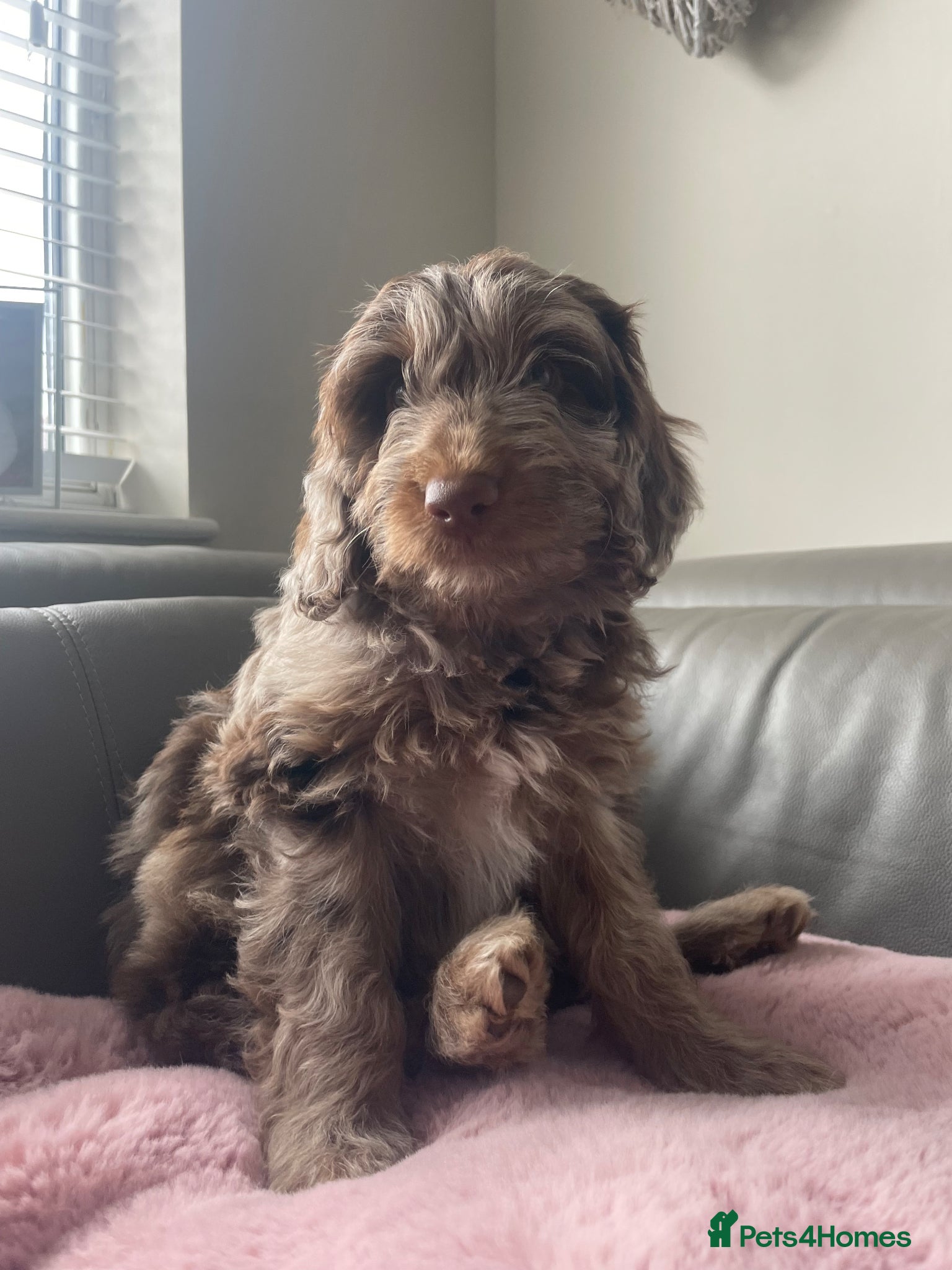 Cockapoo dogs F1B Pups One girl left 🩷 ready now. - Advert 3