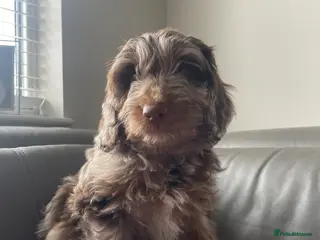 Cockapoo dogs F1B Pups One girl left 🩷 ready now. - Advert 3