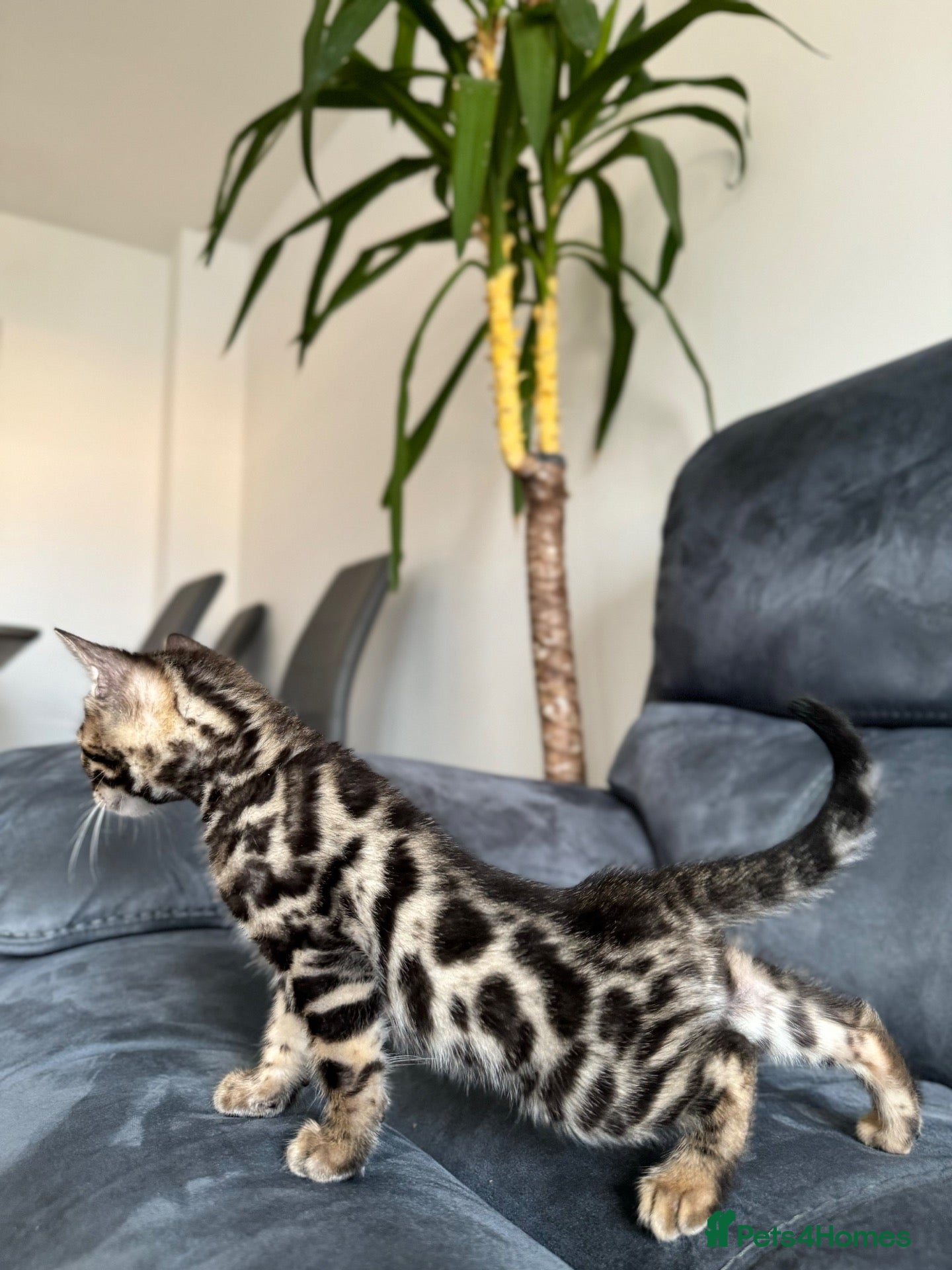 Bengal cats Bengal Kittens For Sale (3 Left) - Advert 2
