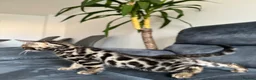 Bengal cats for sale: Bengal Kitten For Sale (Ready to go - Last One) - Advert 6