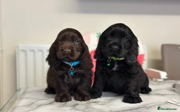 Cocker Spaniel dogs for sale: Health tested full show line puppies - Image 1