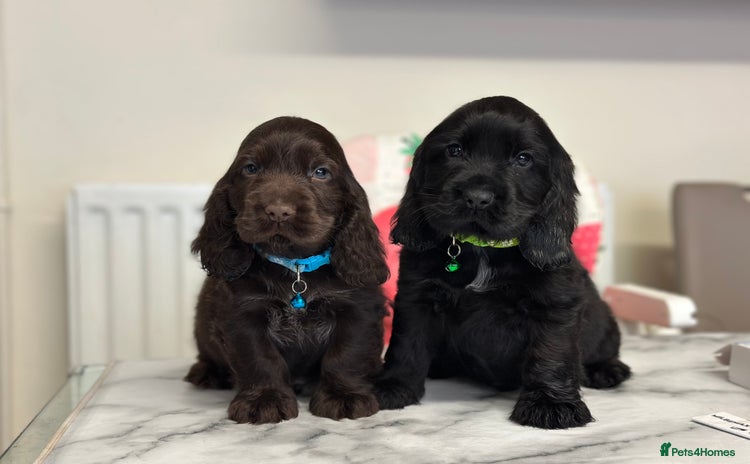 Cocker Spaniel dogs - Advert 15