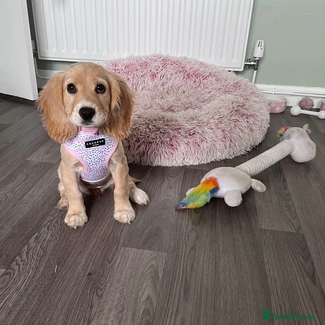 Cocker Spaniel dogs for sale: Working Cocker Spaniel Puppies  - Advert 3