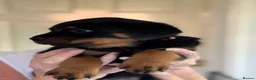 Rottweiler dogs for sale: Rottweiler puppies - Advert 22