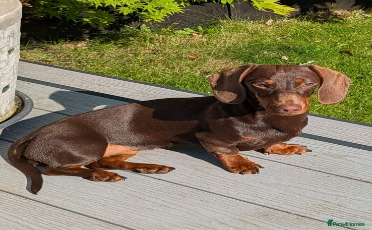 Miniature Dachshund dogs - Advert 2