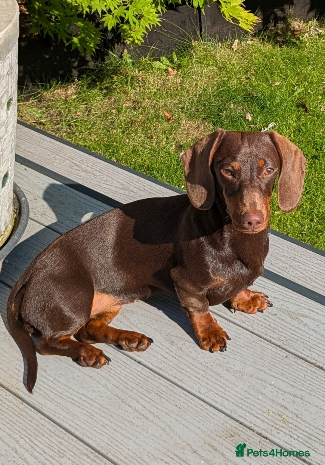 Miniature Dachshund dogs for sale: Mini dachund. - Image 1