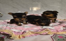 Yorkshire Terrier dogs for sale: 💝Beautiful Miniature Babies from 250g💝 - Image 27