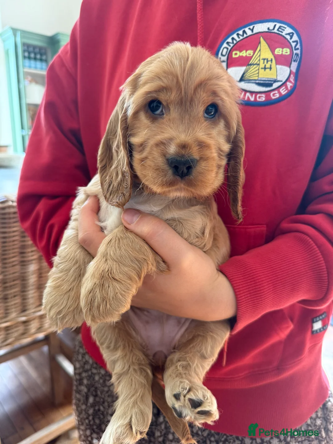 Cocker Spaniel dogs for stud: LUDO - GOLDEN Show Cocker Pedigree Stud TOP Tested in Bradford-on-Avon - Advert 20
