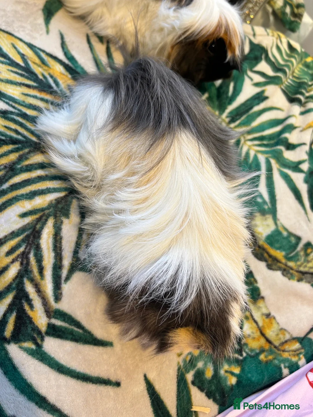 Guinea Pig rodents for sale: 3 peruvian retired sisters for loving forever home - Advert 10