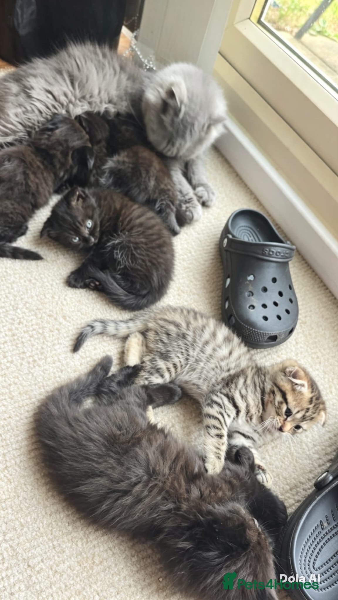 Scottish Fold cats Scottish fold kittens 8 wks old - Advert 1