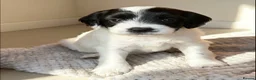 Sproodle dogs for sale: Rare Merle Sroodles Ready To Leave  - Advert 19