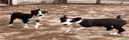 Border Collie dogs for sale: ONE REMAINING - Female Border Collie Puppies - Advert 9