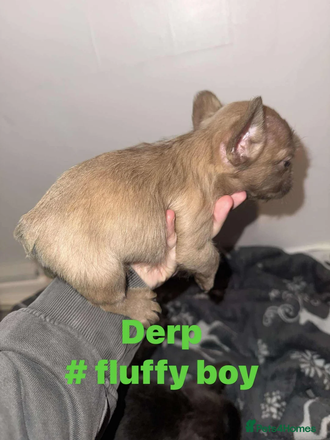 French Bulldog dogs for sale: French bulldog puppies - Advert 7