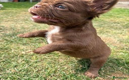 French Bulldog dogs for sale: *Fluffy French Bulldog Pups-4 reserved* - Image 28