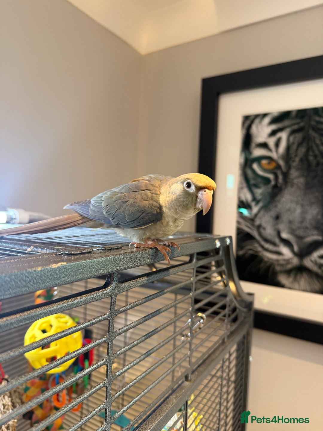 Conures birds for sale: Baby Hand Reared Conures 18 weeks Old - Image 10