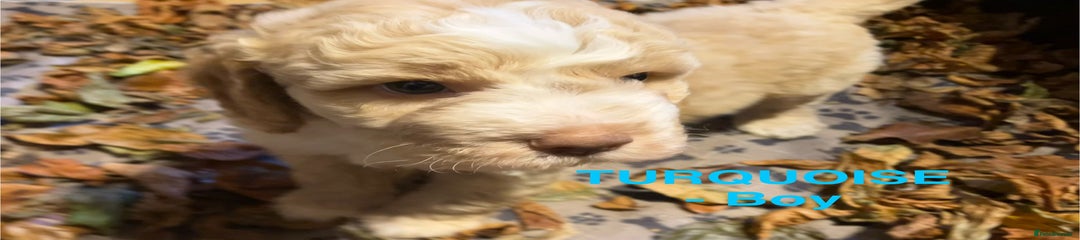 TURQUOISE (Boy) Lagotto Romagnolo Puppy
