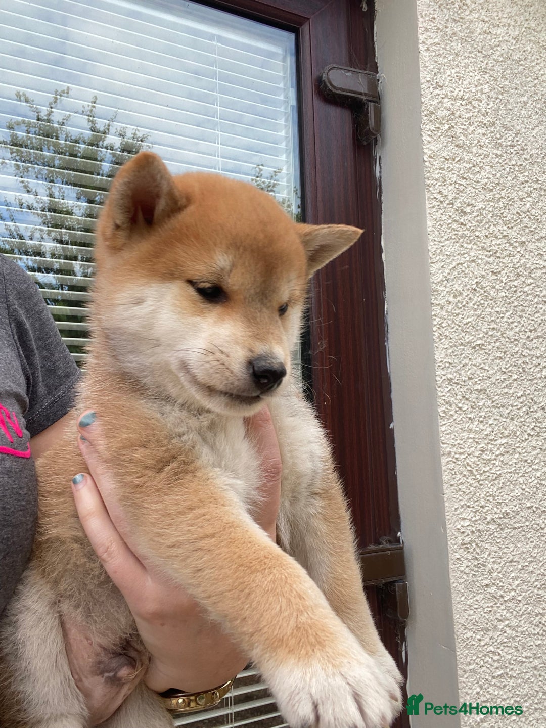 Japanese Shiba Inu dogs for sale: Quality KC Shiba Inu Puppies - Image 8