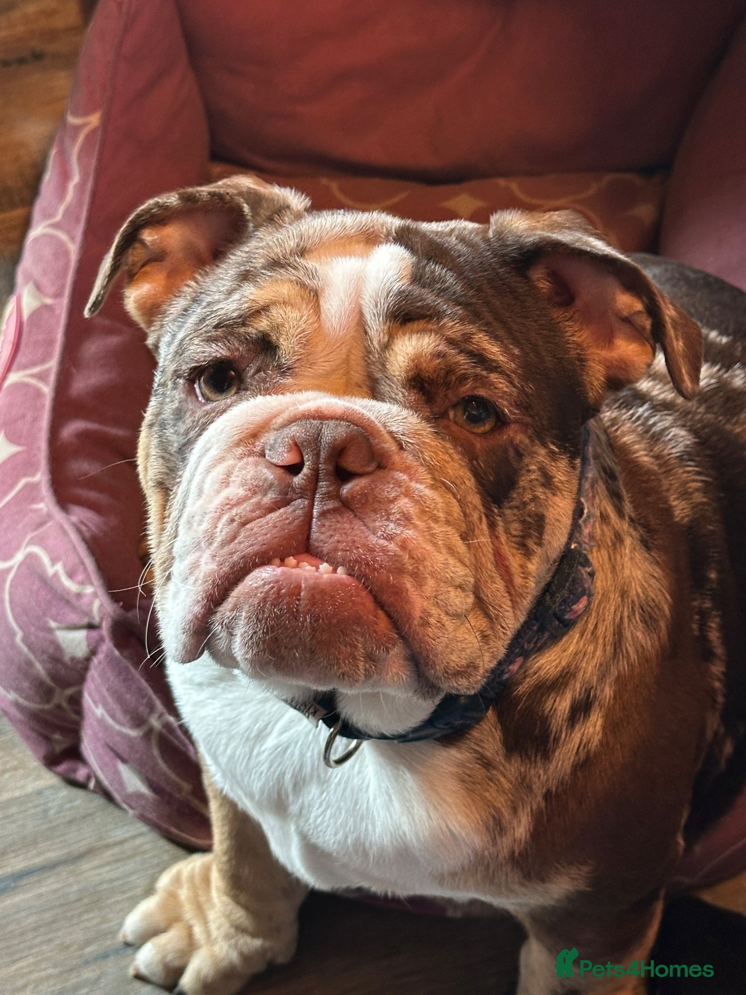 English Bulldog dogs English bulldog adult female - Advert 1