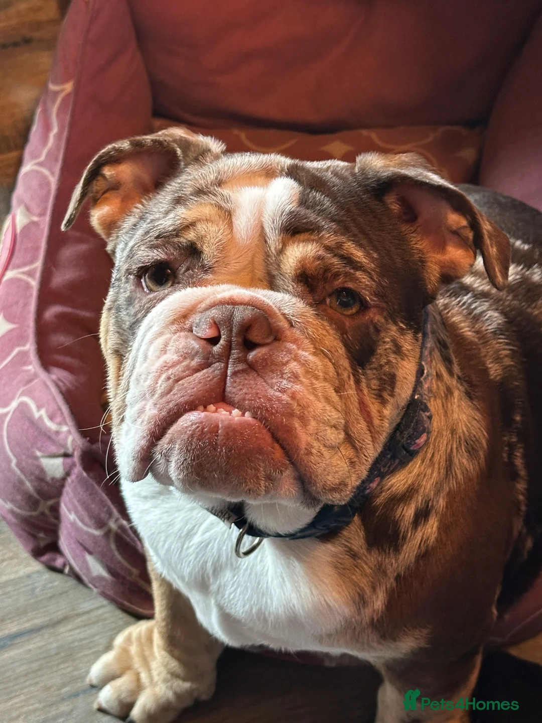 English Bulldog dogs for sale: English bulldog adult female - Advert 1