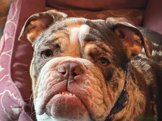 English Bulldog dogs English bulldog adult female - Advert 1