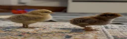 Mixed Breed birds for sale: Check in London - Advert 3