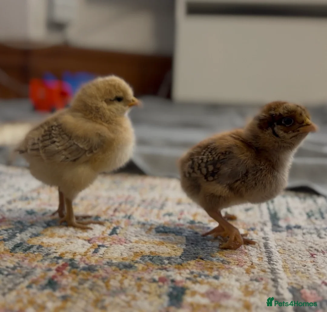 Mixed Breed birds for sale: Check in London - Advert 3