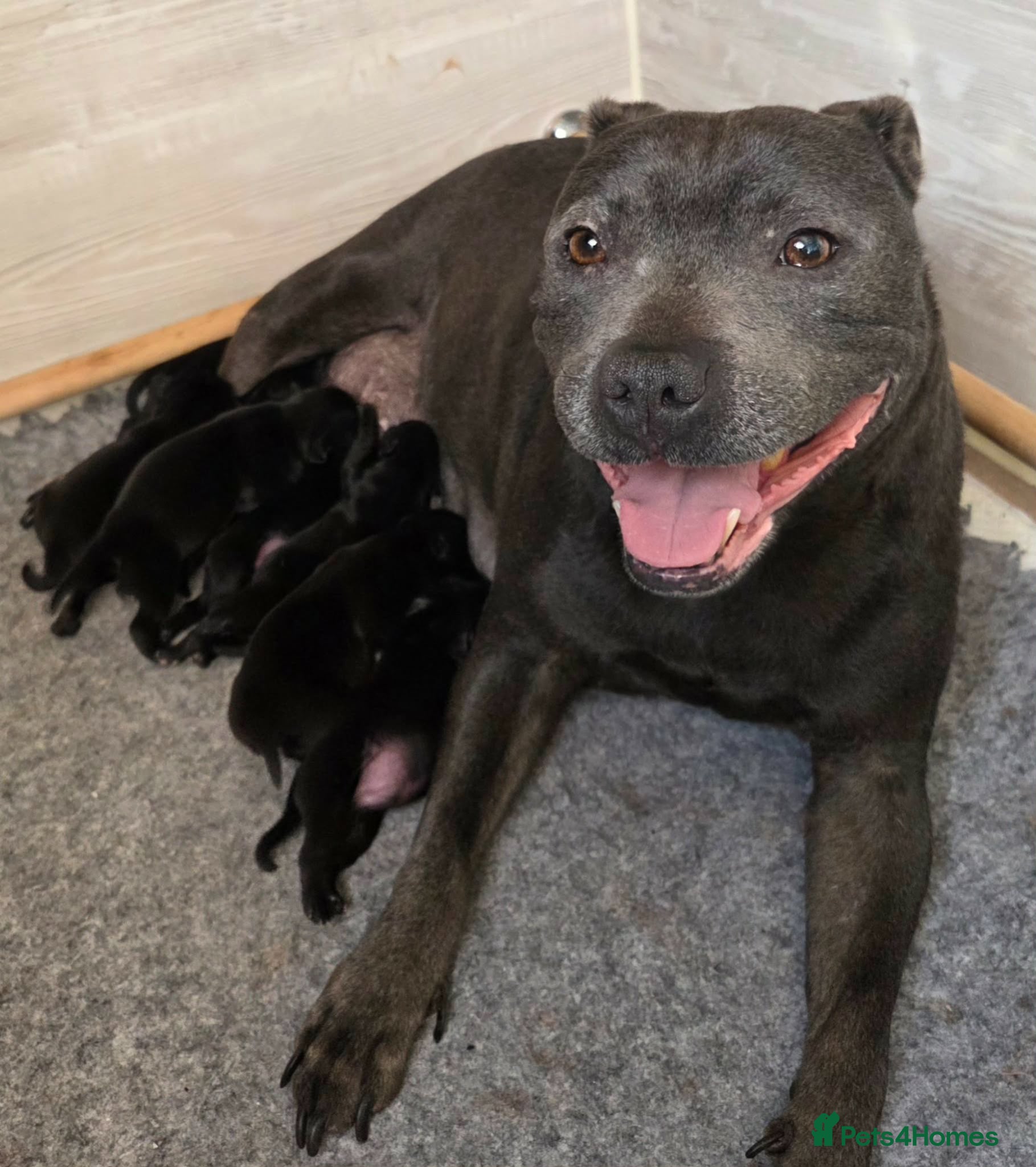 Staffordshire Bull Terrier dogs Show Quality Champions bloodline staffy puppies  - Advert 1