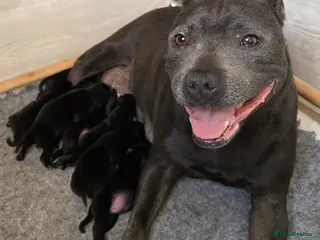 Staffordshire Bull Terrier dogs Show Quality Champions bloodline staffy puppies - Advert 1
