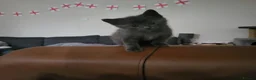 Mixed Breed cats for sale: 2 loving playful kittens look - Advert 6