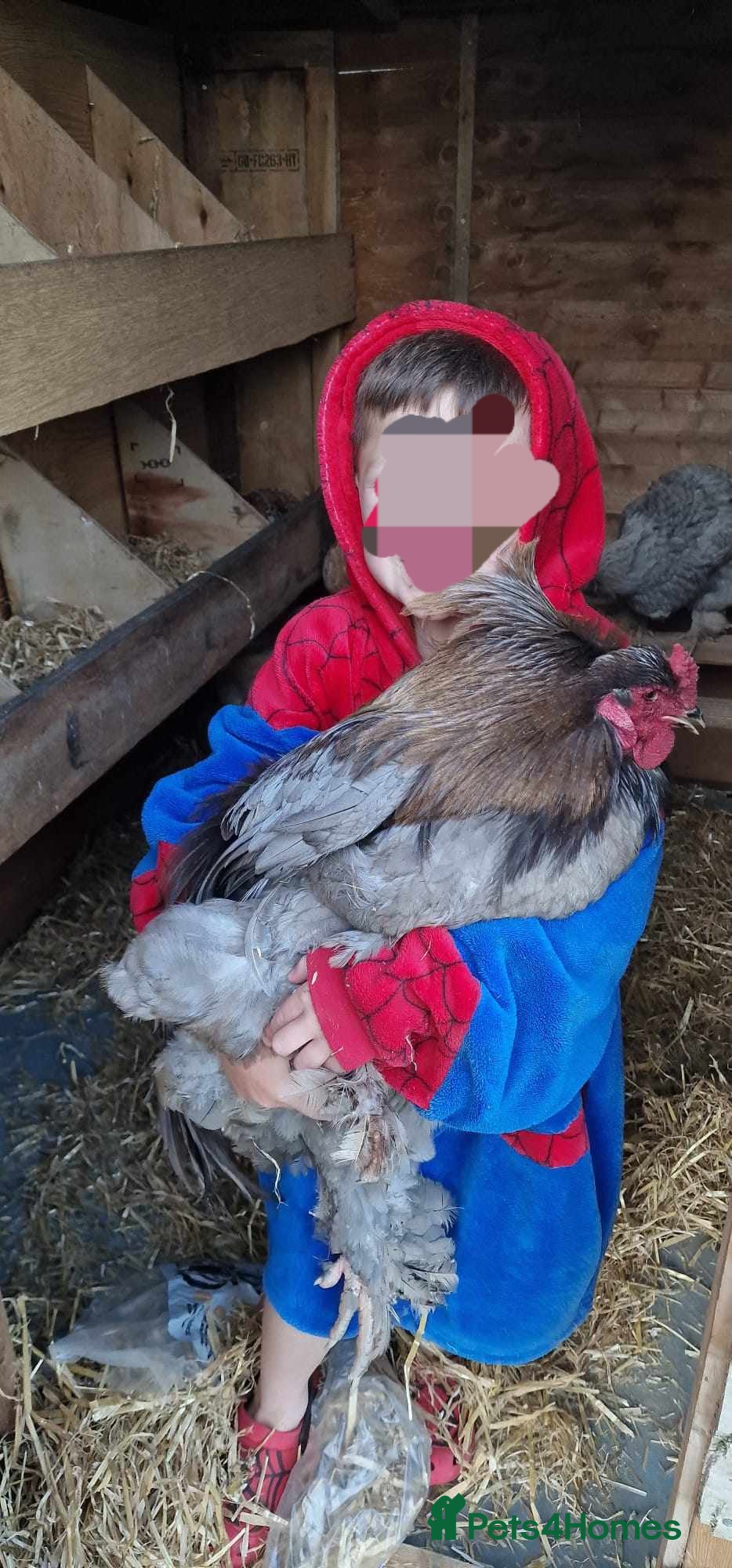 Chickens poultry Mixed Giant Brahma Hatching Eggs - Advert 1