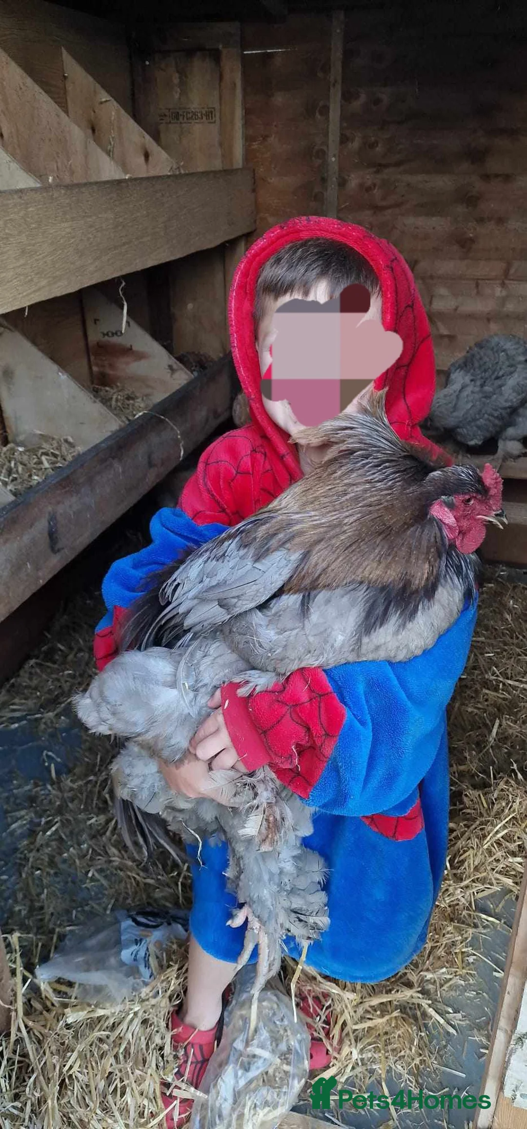 Chickens poultry for sale: Mixed Giant Brahma Hatching Eggs - Advert 1