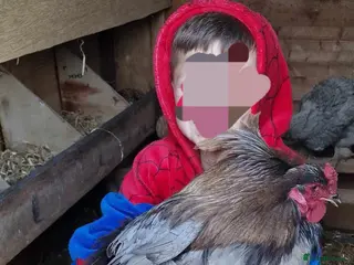 Chickens poultry for sale: Mixed Giant Brahma Hatching Eggs - Advert 2