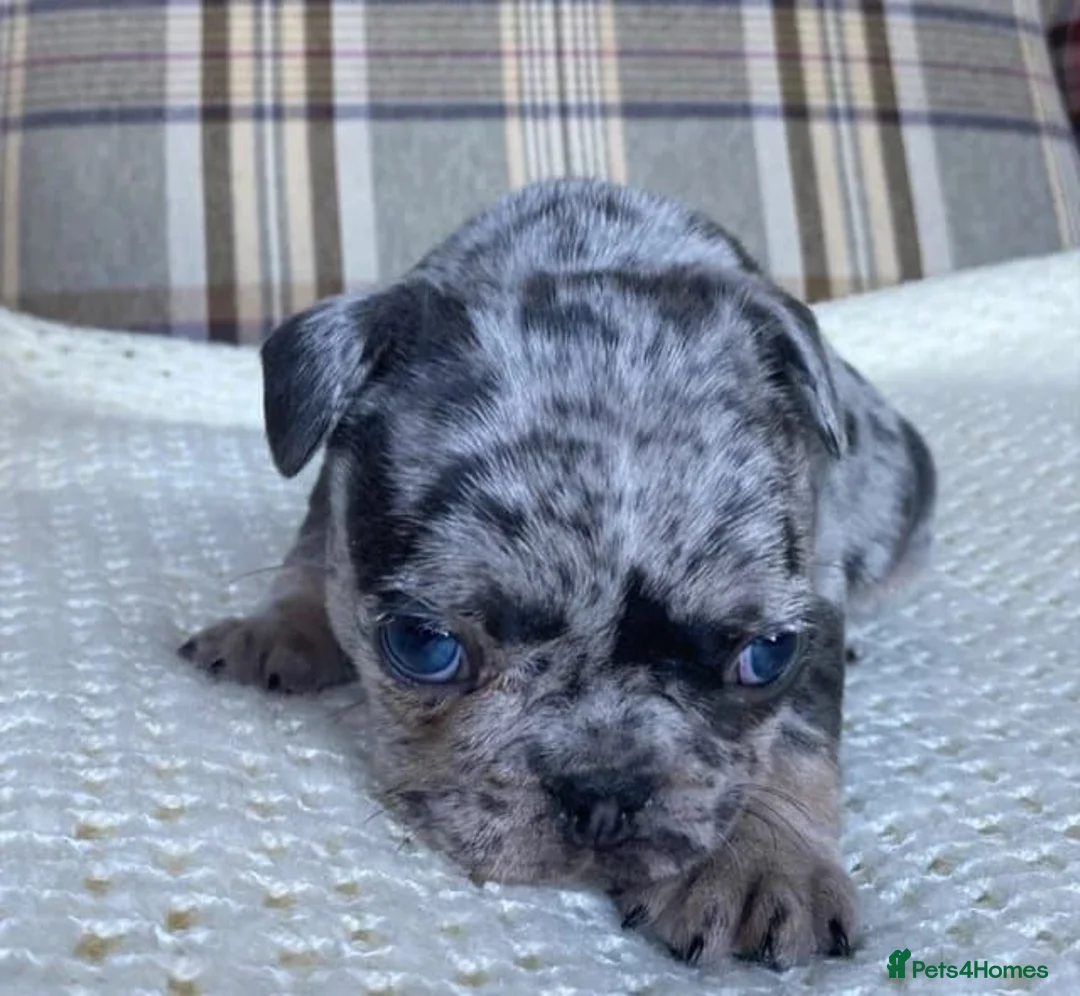 French Bulldog dogs for sale: Pink & Pink carrier French Bulldog puppies - Advert 2
