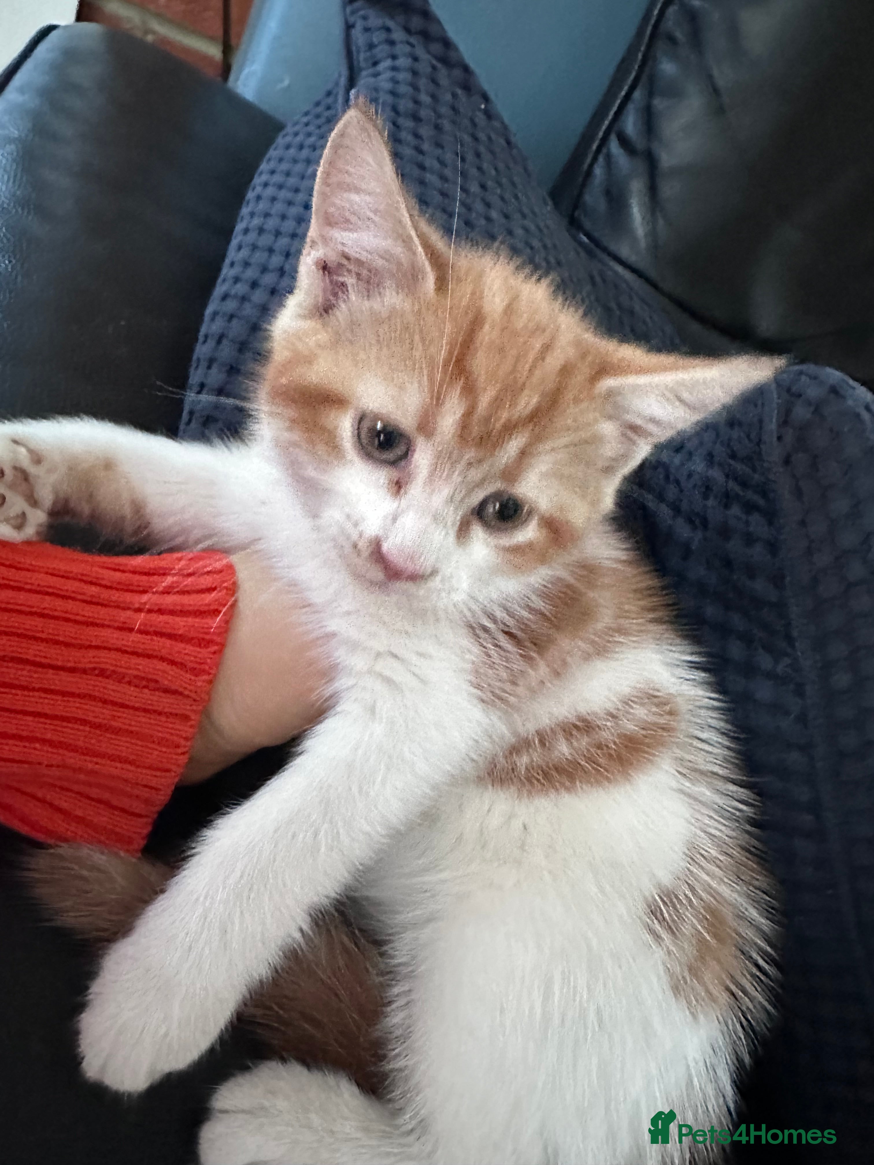 Mixed Breed cats Mrs S. Averlingiene  - Advert 2