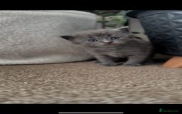 Maine Coon cats for sale: Main coon Russian  - Image 1