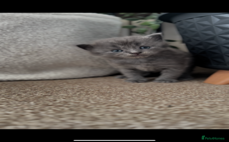 Maine Coon cats - Advert 1