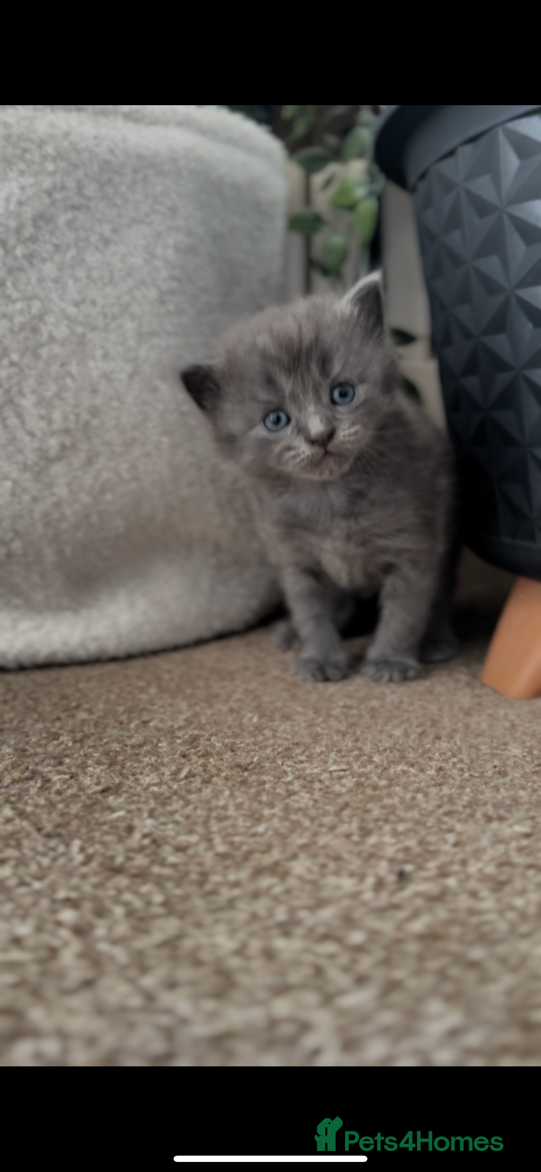 Maine Coon cats for sale: Main coon Russian  - Image 1