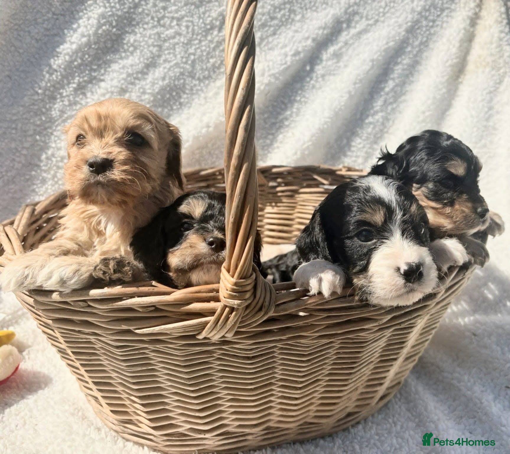 Cavapoo dogs Pretty CAVAPOO pups. Health tested parents - Advert 2