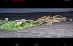 Tortoise reptiles for sale: Tortoise called Turbo - Advert 4