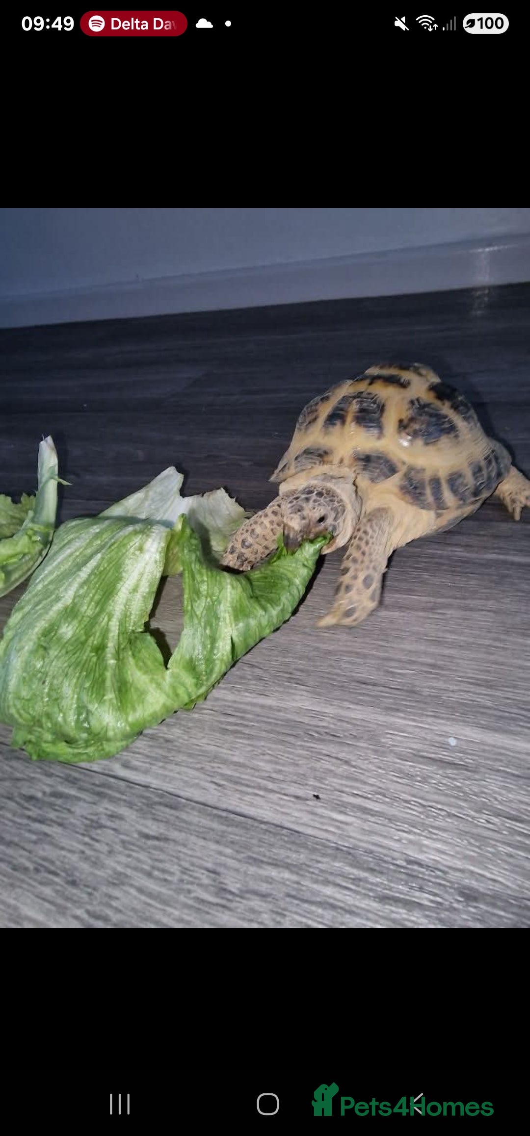 Tortoise reptiles for sale: Tortoise called Turbo - Advert 4