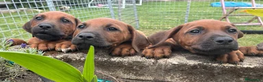 Rhodesian Ridgeback 4
