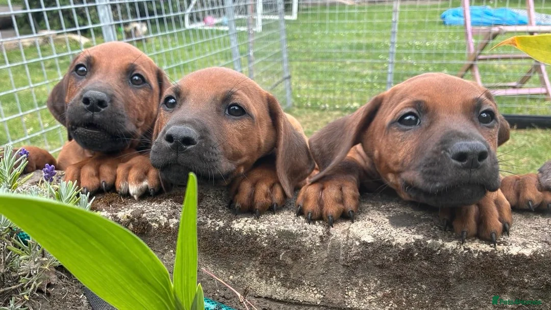 Rhodesian Ridgeback dogs for sale: Rhodesian Ridgeback Puppies European Pedigree - Advert 34