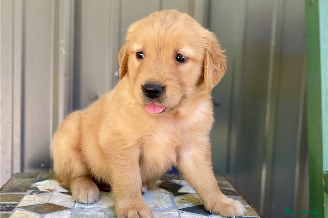 Golden Retriever dogs for sale: Beautiful Golden Retriever Puppies – Family Raised - Image 23