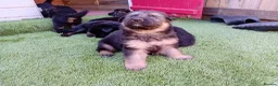 German Shepherd dogs for sale: German Shepherd Puppies  - Advert 25