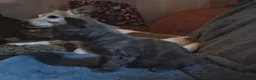 Mixed Breed cats for sale: ⭐️🐈SUPERB BENGAL X RUSSIAN BLUE 🐈⭐️ in Hatfield - Advert 14