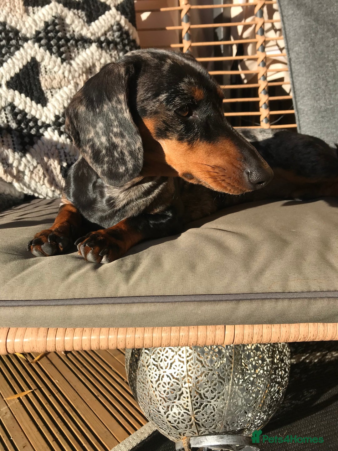 Dachshund dogs for sale: Dachshund - Image 2