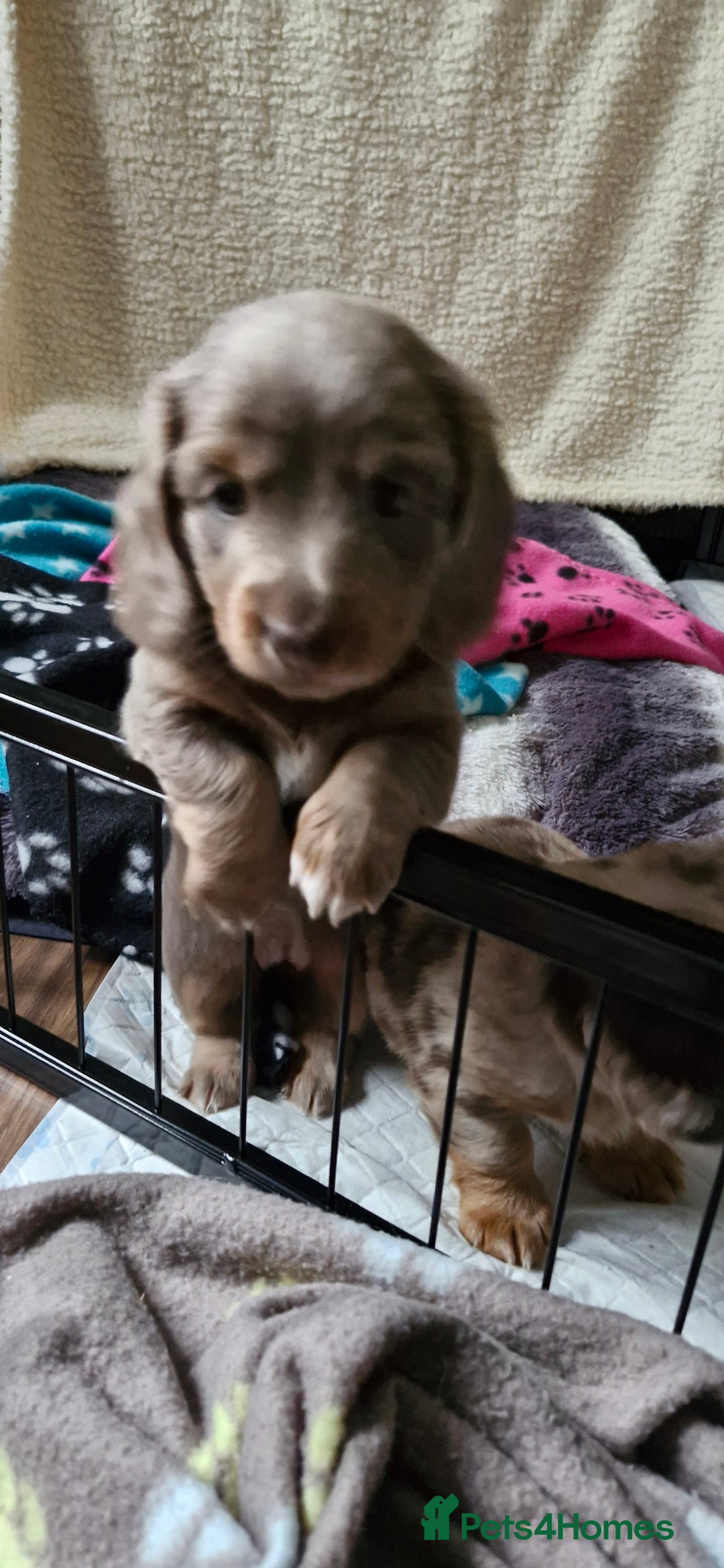 Miniature Dachshund dogs for sale: Longhaired miniature dachshunds  - Image 35