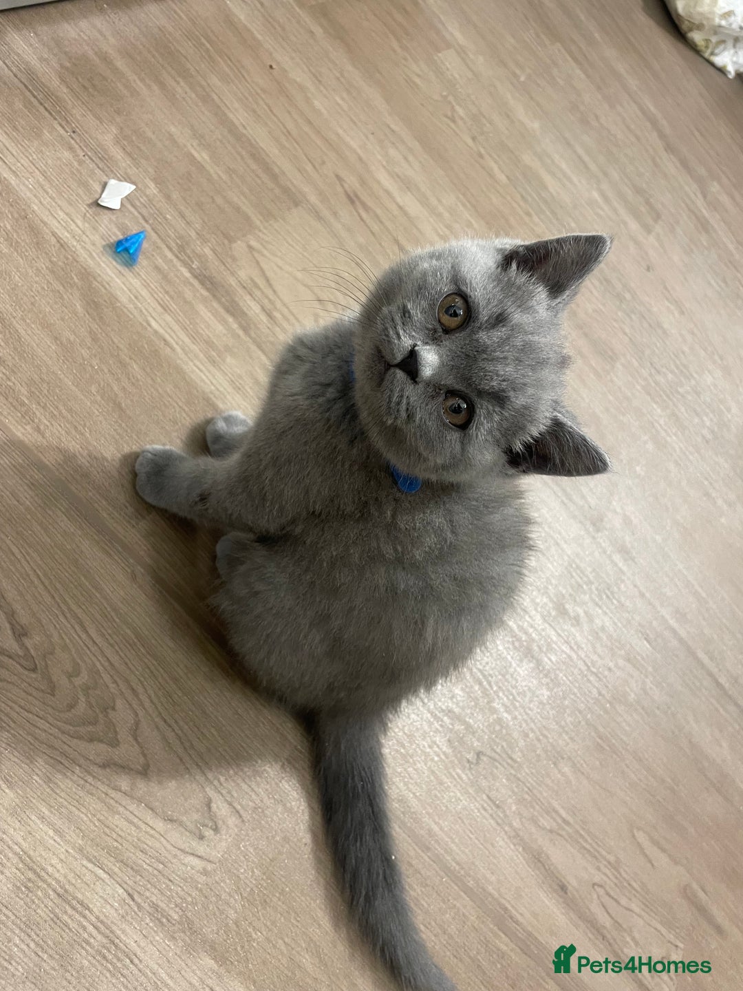 British Shorthair cats for sale:  British shorthair kittens Pedigree registered - Advert 1