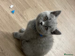British Shorthair cats Pedigree British shorthair kitten - Advert 3