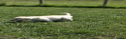 Labrador Retriever dogs for sale: Gorgeous mixed litter of golden Labrador puppies  - Advert 7